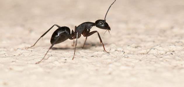 شركة مكافحة النمل بجدة مع الضمان
