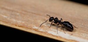 شركة مكافحة النمل بجدة مع الضمان